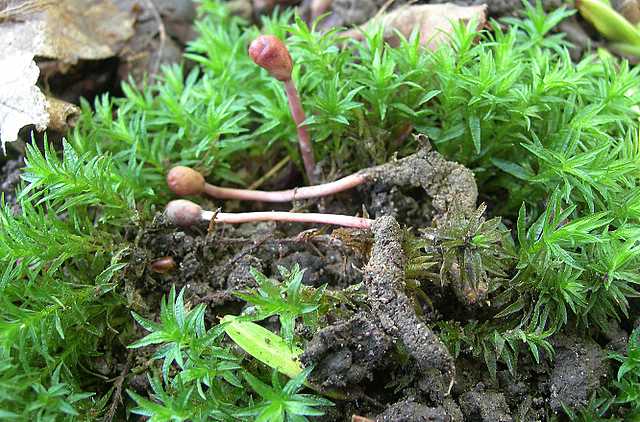 Funghi cittadini
